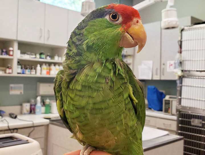 Winter Haven Avian Vet Exams
